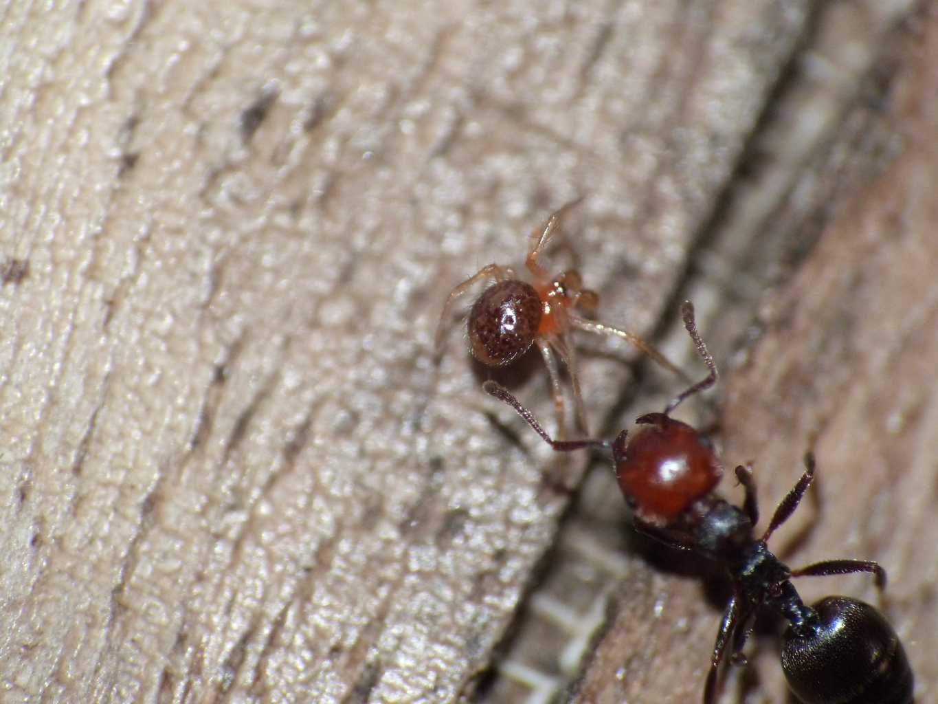 Theridion Musivum e Crustulina sticta? - Palidoro(RM)